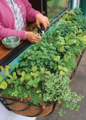 Window Box Herb Garden, Herb Garden Window, Shed Inspiration, Window Herb Garden, نباتات منزلية, Herb Garden Design, Kitchen Herbs, Vertical Gardens, Have Inspiration