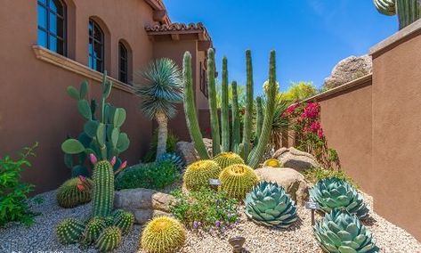 Here are some amazing Side Yard Desert Landscaping Ideas to add a touch of beauty to your yard and make it stand out. Desert Landscaping Ideas, Succulent Garden Ideas, Desert Backyard, Outdoor Decorating Ideas, San Pedro Cacti, Courtyard Ideas, Gravel Landscaping, Narrow Garden, Side Yard Landscaping