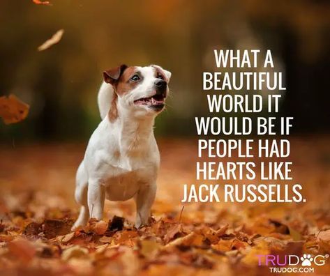 12+ Cute Jack Russell Terrier Dog Quotes And Sayings - The Paws Jack Russell Terriers, John Russell, Jack Russell Puppies, Jack Russell Dogs, What A Beautiful World, Jack Russells, Jack Russel, Dog Obedience, Dog Training Obedience