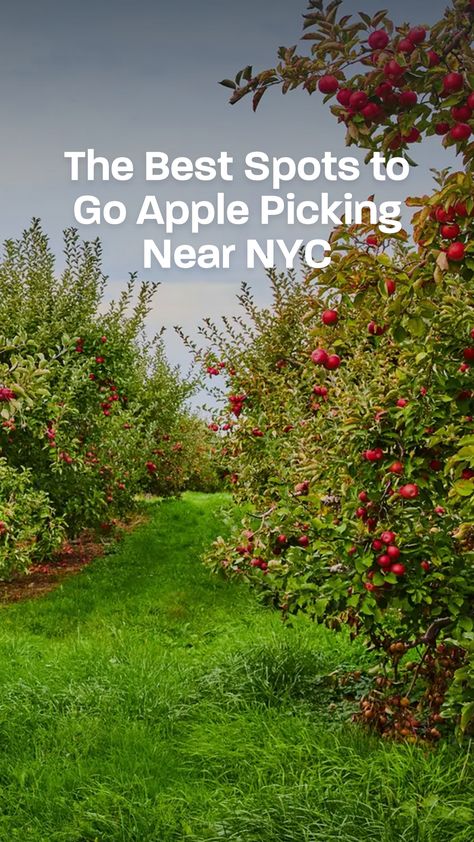 These apple picking adventures also come with hay rides, corn mazes, farm stands, and pumpkin patches. Apple Picking Season, Hay Rides, Pumpkin Festival, Fall Road Trip, Apple Farm, Apple Varieties, Halloween Parade, Pumpkin Patches, Grand Central Station