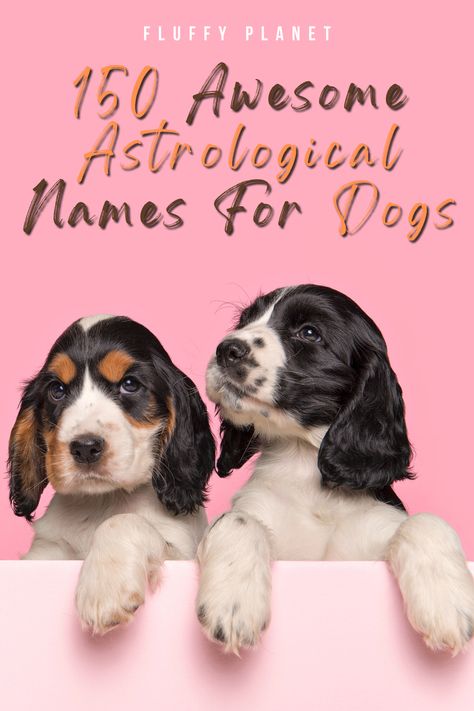 150 Awesome Astrological Names For Dogs Space Names For Pets, Witchy Dog Names, Astrological Names, Astrology Names, Names That Mean Night, Constellation Names, Names That Mean Moon, Taurus Horoscope Today, Name Astrology