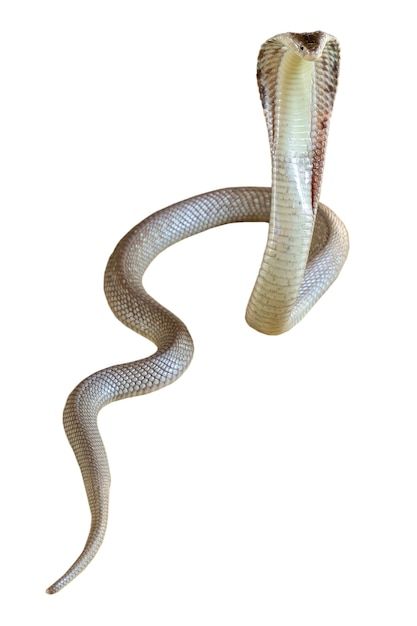 La serpiente cobra sobre fondo blanco ti... | Premium Photo #Freepik #photo #serpiente #fauna-silvestre #reptiles #depredador Cobra Snake, Mobile Photo Editing, King Cobra, Instagram Background, Mobile Photo, Mobile Photos, Premium Photo, Reptiles, White Background