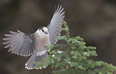 Grey Jay Tattoo, Grey Jay Bird Tattoo, Whiskey Jack Bird, Canada Jay, Grey Jay, Jay Tattoo, Whisky Jack, Gray Jay, Ski Design