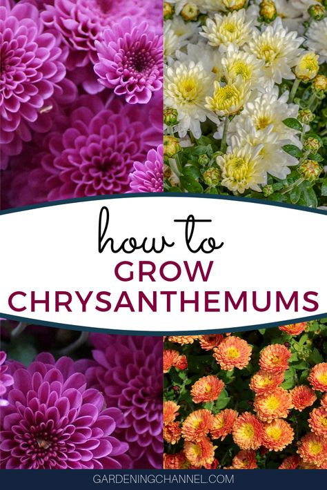 Learn how to grow healthy chrysanthemums. Follow these gardening tips for beautiful blooms, including how to deadhead chrysanthemums. #gardeningchannel #gardening #flowergardening #growingmums #chrysanthemums #fallgardening Chrysanthemum Growing, Chrysanthemum Seeds, Chrysanthemum Plant, Backyard Flowers, Flower Guide, Veg Garden, Cut Flower Garden, Peonies Garden, Chrysanthemum Flower