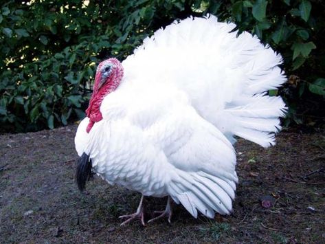 About Midget White Turkeys: Unusually Small, but Charming Birds Turkey Breeds, Raising Turkeys, Duck Breeds, Turkey Bird, Getting A Kitten, Tom Turkey, White Toms, Turkey Chicken, Wild Turkey