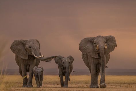 Elephant Family Art, Elephant Family Tattoo, Family Walking, Elephant Photography, Elephant Wallpaper, Elephants Photos, Elephant Drawing, Asian Elephant, Most Beautiful Animals