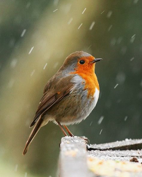 Do not be deceived, God is not fooled; for whatever a man sows, this he will also reap. What goes around comes around...Always. Robin Bird, Pretty Birds, Bird Photo, Colorful Birds, Bird Garden, Little Birds, Wild Birds, In The Rain, 귀여운 동물