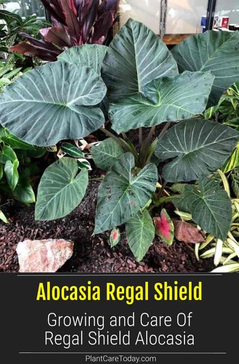 Alocasia Regal Shield makes for a beautiful houseplant and looks equally great in the garden. It loves bright indirect light. [DETAILS] Alocasia Regal Shields, Houseplant Tips, Bright Indirect Light, Plant Friends, Amazing Plants, Alocasia Plant, Plant Wishlist, Elephant Ear Plant, Growing Plants Indoors