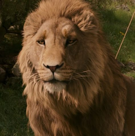 Narnia Lion, Chris Bale, Male Cartoon, Male Cartoon Characters, Narnia 3, Movie Screen, Cs Lewis, Chronicles Of Narnia, Ap Art