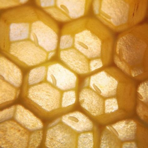 Bee larvae Honeycore Aesthetic, Gogo Tomago, Raising Bees, Aesthetic Health, Tattoo Health, Modern Farmer, Bee Tattoo, Homestead Survival, Royal Jelly