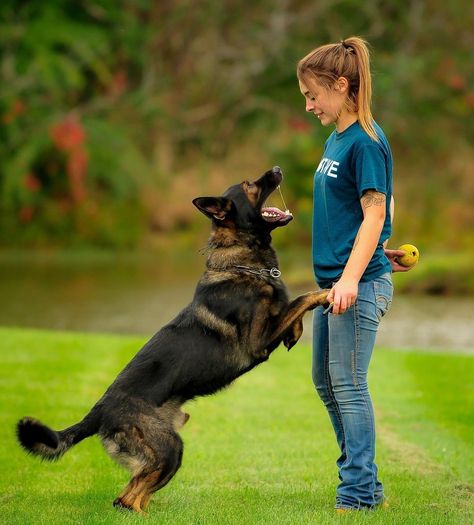 German Shepherd Police Dog, Dog Handler Aesthetic, Protection Dog Aesthetic, Working German Shepherd, Dog Training Aesthetic, Training Photoshoot, Protection Dog Training, Personal Protection Dog, Dog Foto