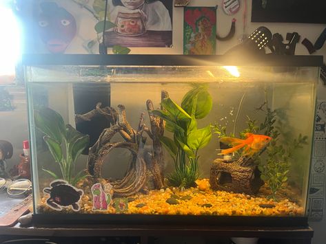 Cute Goldfish Tank, Goldfish Tank Setup, 5 Gallon Fish Tank, Fishtank Ideas Aesthetic, Fish Tank Goldfish, Goldfish Tank Ideas, Goldfish Tank Aesthetic, Fish Tank In Room Aesthetic, Fancy Goldfish Tank Setup