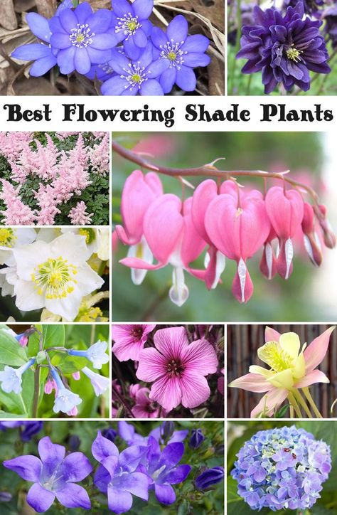 Best Flowering Shade Plants, a wide varitie of gorgeous flowers that bring color to the shady part of your garden.  Some are dual purpose and can grow in sun as well. Flowering Shade Plants, Shade Garden Plants, Yard And Garden, Plants To Grow, Shade Flowers, Shade Perennials, Have Inspiration, Gorgeous Flowers, Shade Plants