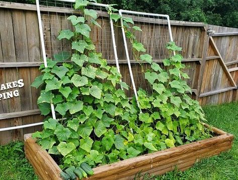 Transform your garden into a thriving bean paradise with these creative and budget-friendly DIY Bean Trellis Ideas! If you’re growing beans in your garden, providing adequate support is essential for healthy plant growth and a bountiful harvest. With these DIY Bean Trellis Ideas, you can create cost-effective and unique support structures using a variety of materials and designs to suit your gardening needs. Check out 49 Functional DIY Cucumber Trellis Ideas here DIY Bean Trellis Ideas 1. Tr Pole Bean Trellis Ideas Diy, Green Bean Trellis Ideas, Bean Trellis Ideas, Bean Trellis Diy, Pole Bean Trellis, Green Bean Trellis, Cucumber Trellis Ideas, Pallet Trellis, Squash Trellis