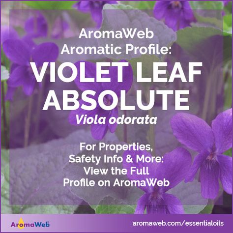 Violet Leaf Benefits, Violet Essential Oil, Herbal Business, Raise Vibration, What To Watch, Sweet Violets, Essential Oil Benefits, Herbal Medicine, Essential Oil