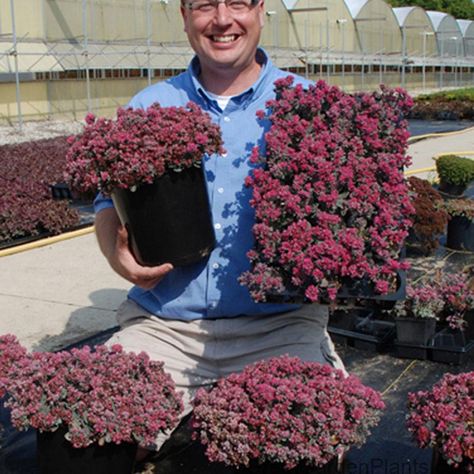 Sedoro Blue Elf|Sedum SunSparkler|Blue Foliage|Drought Tolerant Sun Ground Cover Delosperma Cooperi, Hardy Succulents, Dark Pink Flowers, Blue Elf, Sedum Plant, Drought Resistant Plants, Fragrant Plant, Shade Perennials, Drought Resistant