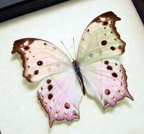 SALAMIS PARHASSUS Framed Butterfly, Brown Butterfly, Butterfly Species, Moth Caterpillar, Pearl Butterfly, Mother Christmas Gifts, Beautiful Bugs, Butterfly Kisses, Pink And Brown