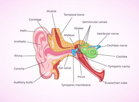 Human Ear Anatomy, Ear Structure, Ear Anatomy, Human Ear, 3d Poster, Vector Poster, Biology, Premium Vector, Anatomy