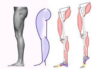 references-legs18 Leg Anatomy, Human Legs, Drawing Legs, Man Anatomy, Anatomy Sculpture, Anatomy Tutorial, Human Body Anatomy, Human Anatomy Drawing, Human Figure Drawing