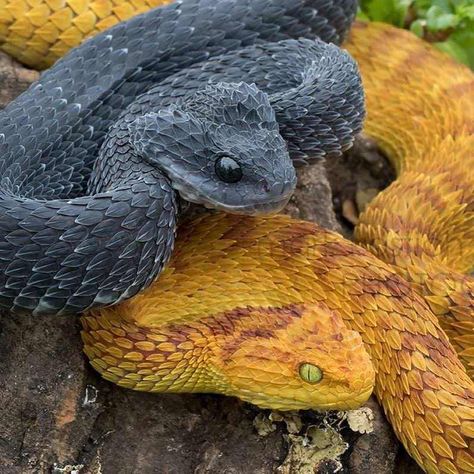 41 Great Pics And Memes to Improve Your Mood - Gallery African Bush Viper, Snake Anime, Aesthetic Snake, Snake Aesthetic, Danger Noodles, Viper Snake, Snake Tattoos, Colorful Snakes, Pretty Snakes