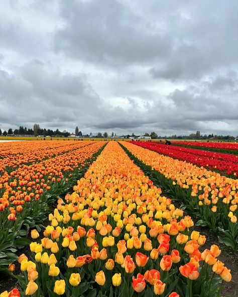 The tulips, daffodils, muscari, and fritillarias looking absolutely stunning at @roozengaarde in Skagit Valley, Washington. Thank you to the people of @roozengaarde who obviously work so hard to produce and organize these display gardens and great event to be enjoyed by so many people. Skagit Valley, So Many People, Many People, Floral Designs, Daffodils, Tulips, Washington, Floral Design, Thank You