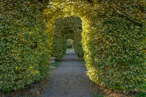 Garden Maze, Labyrinth Garden, Passion Vine, Labyrinth Maze, Vertical Garden Indoor, Meadow Garden, Classic Garden, Plant Ideas, Climbing Vines