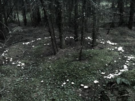 Natures circle Garden Faeries, Mushroom Circle, Faerie Ring, Fairy Rings, Alec Soth, Tam Lin, Fae Aesthetic, Mushrooms Growing, Fairy Circle