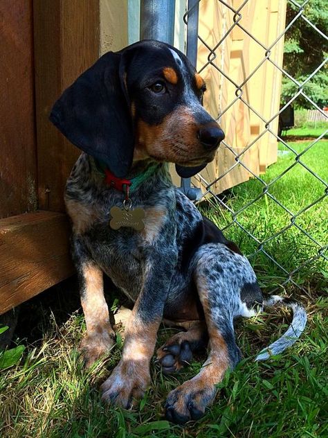 95+ Best Bluetick Coonhound Dog Names – The Paws Blue Tick Hound Puppy, Blue Tick Coonhound, Coonhound Puppy, Coon Hunting, Blue Tick, Hound Dog Breeds, Walker Coonhound, Treeing Walker Coonhound, Hound Breeds