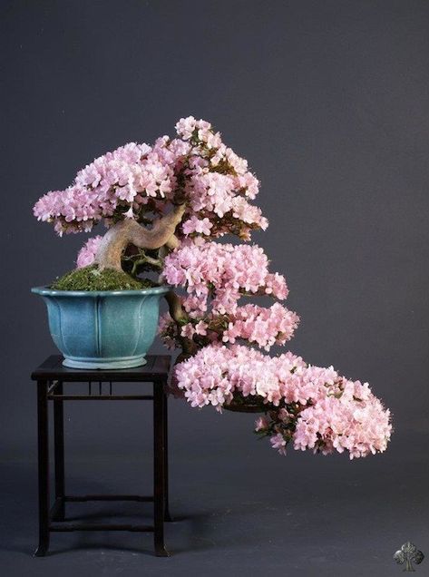 Azalea bonsai Bonsai Azalea, Flowering Bonsai Tree, Bonsai Tree Types, Bonsai Tree Care, Indoor Bonsai Tree, Bonsai Soil, Japanese Bonsai, Indoor Bonsai, Bonsai Art