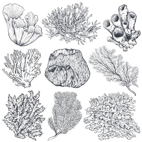 Sea Plants Drawing, Vegetation Drawing, Coral Reef Drawing, Coral Tattoo, Coral Drawing, Underwater Drawing, Marine Tattoo, Plants Drawing, Coral Reef Art