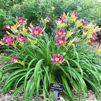 Gardening Services, Day Lilies, Garden Types, Gardening For Beginners, Shade Garden, Flowers Nature, Outdoor Plants, Garden Planning, Horticulture