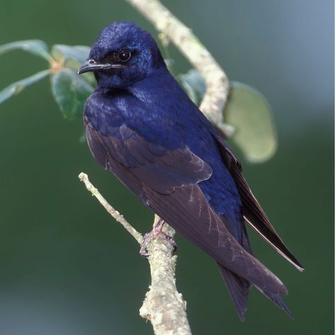 How To Attract Purple Martins - And Why They Are Great For Your Garden & Yard! Martin Bird, Backyard Birds Feeders, Purple Martin, Wild Kratts, Purple Bird, Backyard Birds, Bird Drawings, Garden Yard, Bird Photo