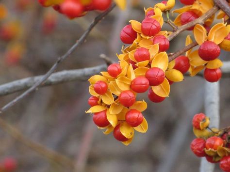 While I understand bittersweet's appeal, I NEVER advocate it. Oriental bittersweet (Celastrus Orbiculatus) is invasive. #garden Bittersweet Plant, Belladonna Flower, Bittersweet Vine, Fall Container Gardens, Fall Containers, Fall Arrangements, Tree Seeds, Ornamental Plants, Plant Illustration