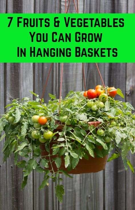 Planting fruits and veggies in hanging baskets saves space, time and provides you with lots of fresh food if done correctly. Here are our top 7 things you could grow in baskets. Hanging Vegetables, Hanging Vegetable Basket, Hanging Basket Garden, Hanging Fruit Baskets, Hanging Flower Baskets, Plants For Hanging Baskets, Garden Makeover, Vegetable Basket, Veg Garden