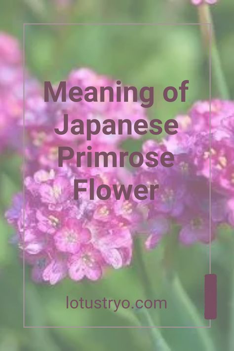 Learn about the symbolic meaning of the Japanese Primrose, also known as sakurasō. This beautiful flower represents beauty, radiance, and long-lasting love. Often associated with pure and passionate feelings, the Japanese Primrose is cherished for its vibrant appearance and deep significance. Explore how its meaning varies across cultures and its representation in literature and art Japanese Primrose, Primrose Flower, Flower Meanings, Primrose Oil, Evening Primrose Oil, Lasting Love, Language Of Flowers, Evening Primrose, Japanese Culture