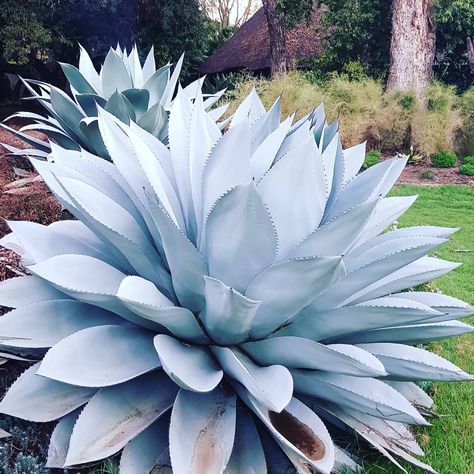 Agave Ovatifolia, My Biggest Fear, Biggest Fear, Diy Backyard Landscaping, Biggest Fears, Agaves, Landscaping Tips, Diy Backyard, Planting Succulents