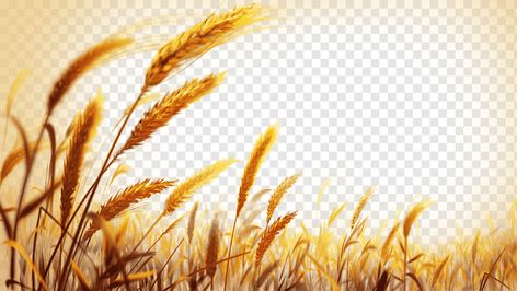 Wheat Plant, Golden Wheat Field, Rice Crop, Wheat Rice, Wheat Cereal, Oat Cereal, Wheat Recipes, Frame Image, Golden Wheat