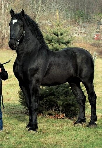 Black Percheron Stallion. 19 hands high, his name is 'Moose' currently the Pecheron Supreme World Champion. Photo Horse, Percheron Horses, Big Horses, Black Stallion, Black Horses, Friesian Horse, Most Beautiful Animals, Majestic Horse, All The Pretty Horses