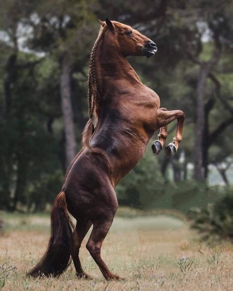 Lusitano Stallion, Horse Markings, Lusitano Horse, Spain Tour, Horse Trainer, Andalusian Horse, Most Beautiful Horses, Most Beautiful Animals, Chestnut Horse