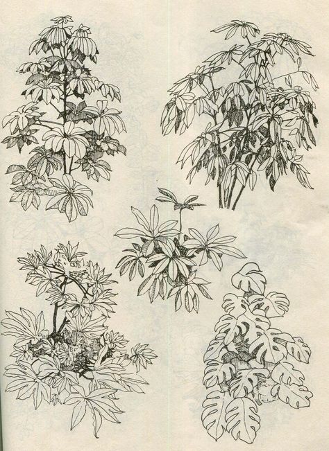 Art Reference Plants, Pen Drawing Plants, Plant Ink Drawings, Nature Pen Art, Plants Reference Drawing, Plant Pen Drawing, Botanical Ink Drawing, Plant Reference Drawing, Tree Pen Sketch