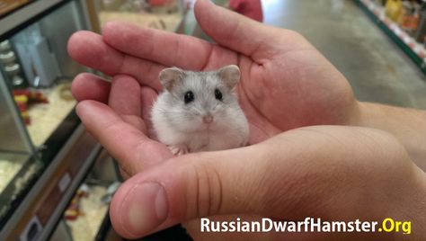 Siberian Dwarf Hamsters, we know you have been waiting, here is the Siberian Dwarf Hamster Care #1 Guide.  Russian Dwarf Hamsters and just another name for Siberian Dwarf Hamsters, so this guide is for Russians too!  http://russiandwarfhamster.org/siberian-dwarf-hamster-care-1-guide-you-will-need/  - Who they are suitable pets for (which ages) - Where to buy Siberian Hamsters - How to Care - Can Siberian Dwarf Hamsters live together? - Suitable cages for Siberian hamsters Siberian Hamster, Winter White Hamster, Russian Hamster, Hamster Care, Funny Hamsters, Syrian Hamster, Pet Stores, Cute Hamsters, Hamsters