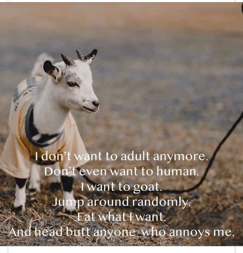 Marcy LaMaster Skelton on Instagram: “Don’t make me adult today. #Adulting #AdultingIsHard #AdultingSucks #Goats #BabyGoats #BabyGoatsOfInstagram #Humor #HumorMemes” Goat Quote, A Goat, Baby Goats, How I Feel, Bones Funny, Make You Smile, Make Me Smile, I Laughed, Goats