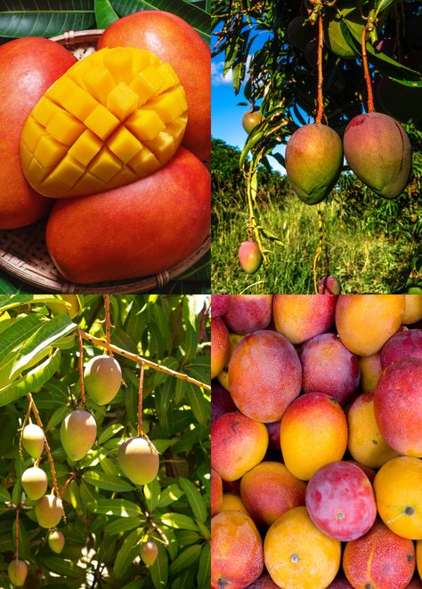 Grow your own tropical mango paradise with this premium Mango Tree Bundle, featuring three distinct, grafted varieties: Glenn, Carrie, Haden. These trees are hand-selected for their exceptional fruit quality, reliable production, and unique flavors, giving you a diverse and delicious mango harvest year after year. Glenn Mango – A fiber-free, sweet, and creamy mango with hints of peach and citrus. This early-season variety is an excellent choice for fresh eating and smoothies. Carrie Mango – A sm Fresh Eating, Red Mango, Mango Tree, Tropical Fruit, Grow Your Own, Fruit Trees, Smooth Texture, Vibrant Red, Disease