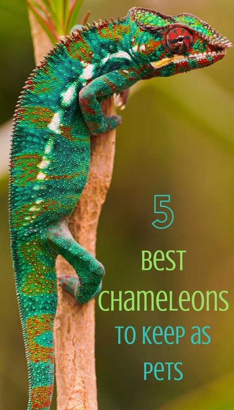 5 of the Best Chameleons to Keep as Pets - PBS Pet Travel Types Of Chameleons, Chameleon Enclosure, Pet Chameleon, Chameleon Care, Chameleon Cage, Chameleon Tattoo, Holistic Dog Care, Pet Reptiles, Cute Animal Character