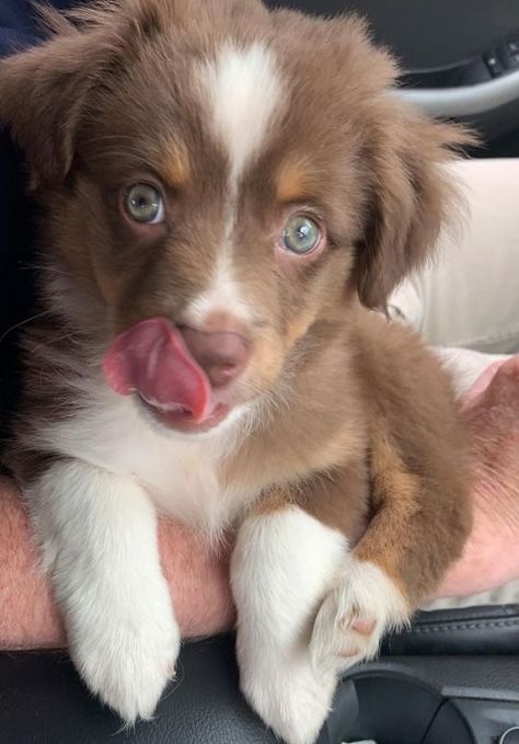 Aussie Puppies, Really Cute Puppies, Fluffy Cows, Adorable Puppies, Really Cute Dogs, Animal Magic, Wild Creatures, To The Rescue, Cute Dogs And Puppies