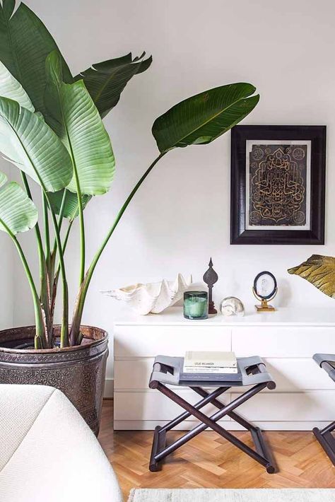 Plant Decor Living Room, Tall Indoor Plants, Large Indoor Plants, Living Room Plants, Floor Plants, Diy Plant Stand, Plant Decor Indoor, Room Remodel, Living Room Remodel