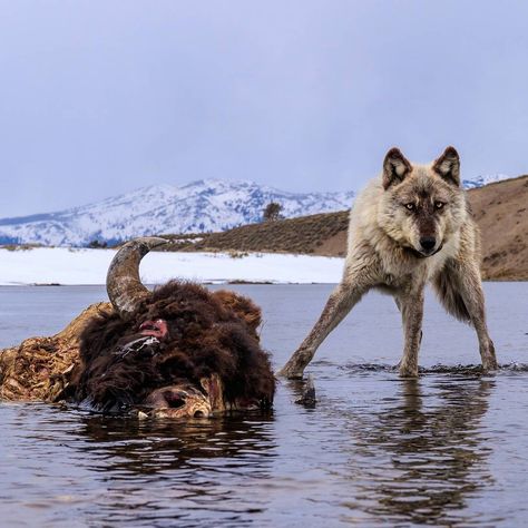 wolveswolves:  A scene like this can only play out in Yellowstone National Park: wild wolves and free-ranging bison interact as they have for thousands of years. Nowhere else in the U.S. is the suite of large mammals better represented than in Yellowstone.    Photo by ronan_donovan Yellowstone Wolves, Wild Wolves, Wild Wolf, Lone Wolf, Wild Dogs, Black Wolf, Wildlife Animals, Yellowstone National, Yellowstone National Park