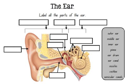 Grade 3 Science, Science Experience, Ear Anatomy, Sound Science, Deaf Education, Human Ear, Ear Parts, Science Worksheets, Homeschool Science