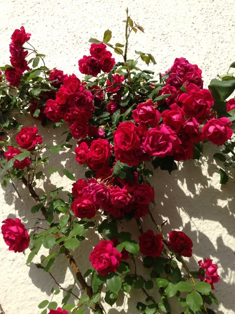 old roses - by Farah Didi Red Rose Bush, Rose Bush Aesthetic, Rose Bushes Aesthetic, Old Roses Aesthetic, Red Rose Flower Aesthetic Wallpaper, Become A Florist, Red Rose Bush Aesthetic, Pink Rose Bush Aesthetic, R Wallpaper