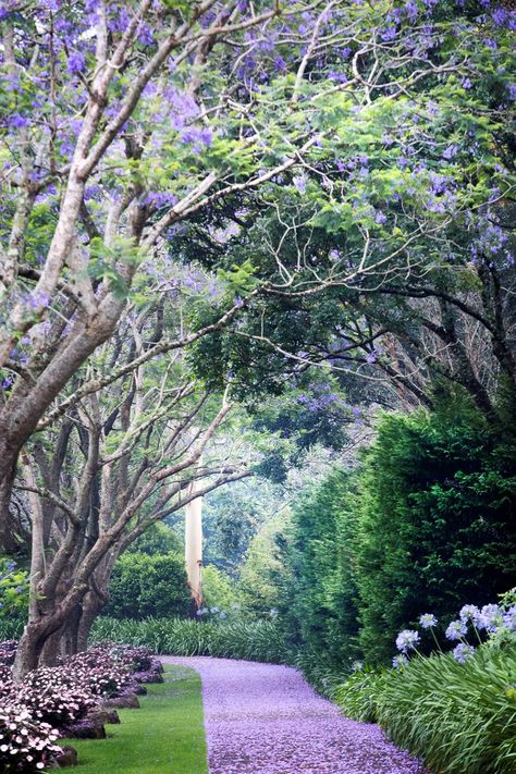 Shade Loving Flowers, Landscaping Around Trees, Jacaranda Tree, Australian Garden, Cottage Garden Plants, Landscaping Garden, Formal Garden, Pallet Garden, Low Maintenance Garden